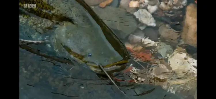 Wels catfish (Silurus glanis) as shown in Planet Earth II - Cities